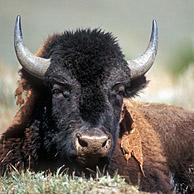 Amerikaanse bizon (Bison bison) in het Yellowstone Nationaal Park, Wyoming, US